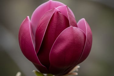 flor de magnolia purpura intenso