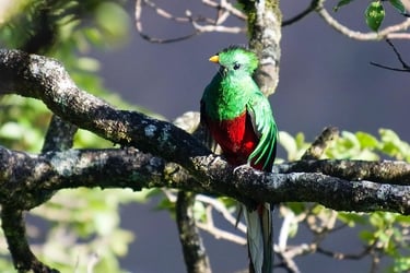 quetzal
