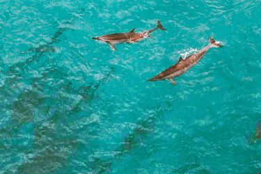 dauphins