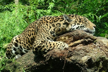 jaguar