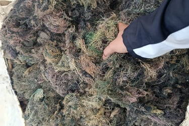 Dried Gracilaria seaweed 15% moisture and 3% impurity for agar-agar, Agriculture and Cosmetics