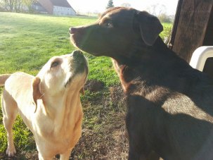 2 Labradorhündinnen, die sich gut verstehen.
