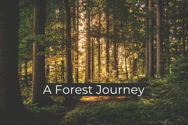 A forest view with sunlight between the trees