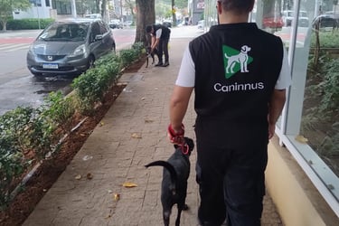 treino de condução de caes