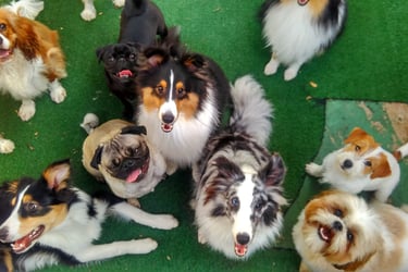 cães reunidos daycare sao paulo