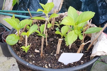 Cuttings in an old office bin