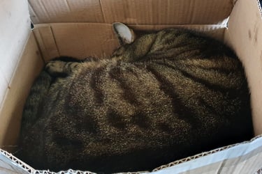 Cat-in-a-box😊