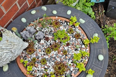 Sempervivium in a firepit thrown in the back street