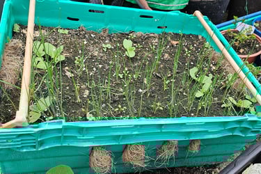 Leeks growing in a discarded supermarket tray