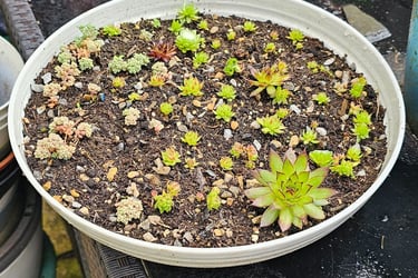 Growing in a cracked salad bowl