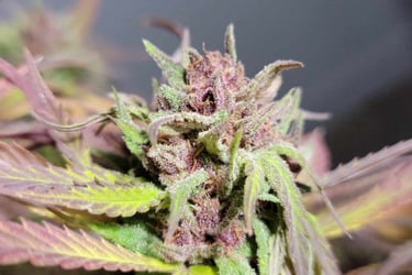 Example of an IBL strain