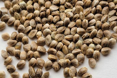 Pile of cannabis seeds together