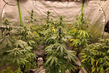 Hopar Valley 2021 Landrace Accession