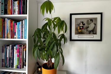 Teaching room with books, a money tree plant a a Walt Disnet frame sat on a chair with Micket Mouse on his knees