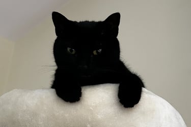 A black cat in the bed