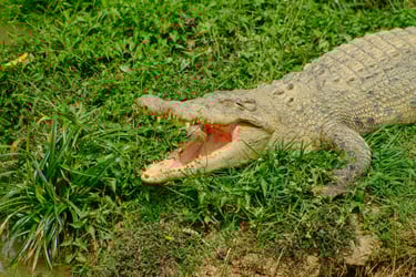 Foto de Sadek Husein: https://www.pexels.com/pt-br/foto/campo-area-animal-bicho-12403962/