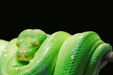 Foto de Pixabay: https://www.pexels.com/pt-br/foto/cobra-verde-45246/