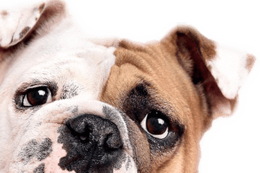 Vacinas para Cachorro