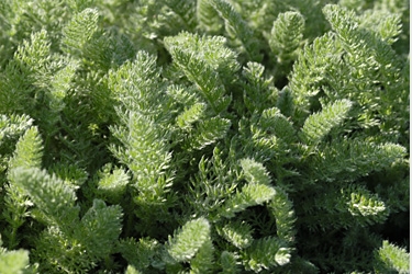 Achillea crithmifolia - alternative au gazon