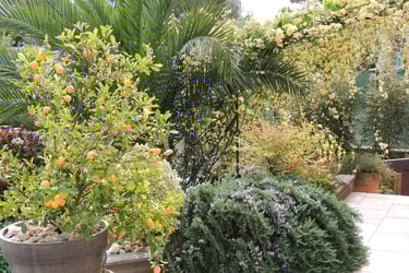 vue à partir d'une terrasse aménagée de pots et bacs sur fond d'un jardin arboré