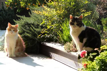 2 chats qui profitent d'une belle terrasse 