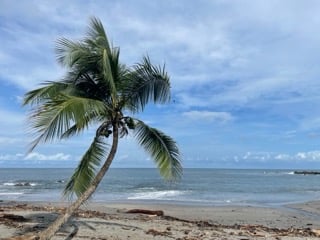 Montezuma Palmen Strand Costa Rica