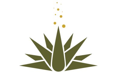 agave plant with a sprout of leaves and bubbles