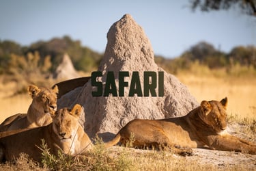 safari lion