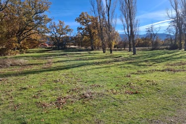 Arboleda en Puerta del Campo
