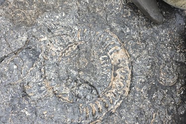 fossil at Kilve Beach Sommerset