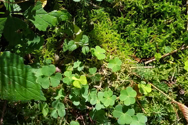 A leafy hedge in the Cotswolds