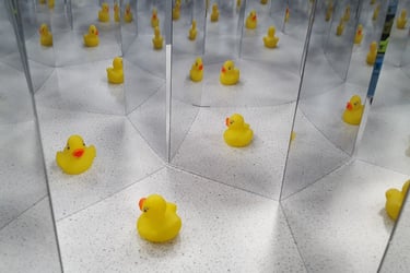 Ducks reflecting in a mirror