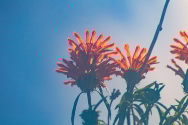 fotografia de flores naranjas