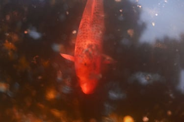 a fish in the water with a tree in the background