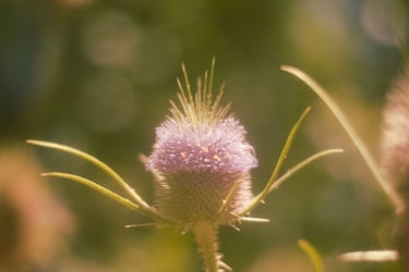 a thistle flower with a blurry background