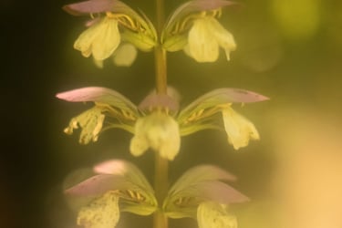 a flower that is growing on a plant