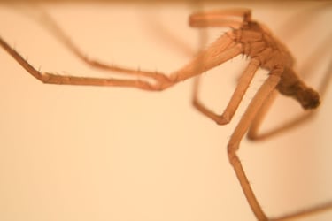 fotografia del abdomen de una araña especie kukulkania hibernalis