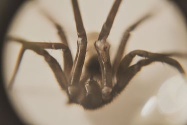 fotografia macro de una araña