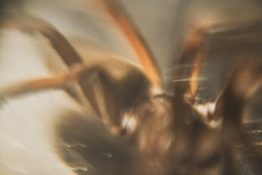 estela de movimiento de araña