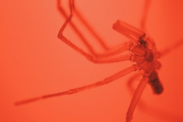 fotografia roja del abdomen de una araña