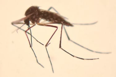 a mosquito fly insect insect insect insect insect insect insect insect insect insect insect insect insect