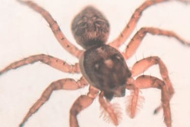 fotografia macro de araña saltarina