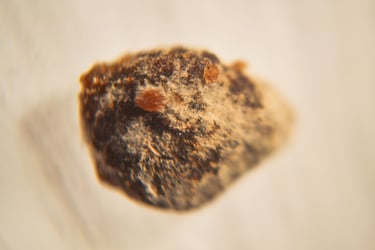 fotografia de los filamentos de moho sobre alimento