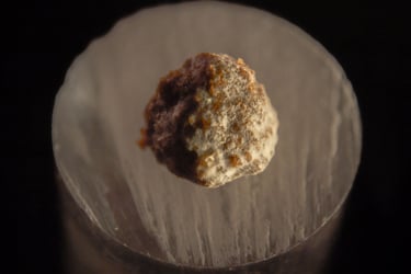 fotografia de moho sobre alimento