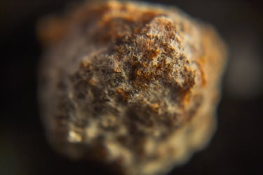 fotografia de filamentos de moho sobre alimento