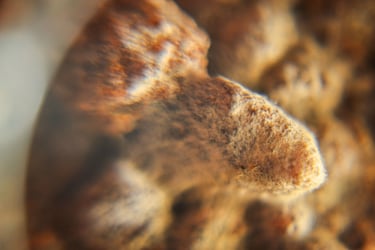 fotografia borrosa de moho sobre alimento