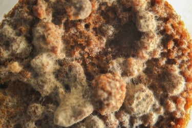 fotografia de moho en alimento