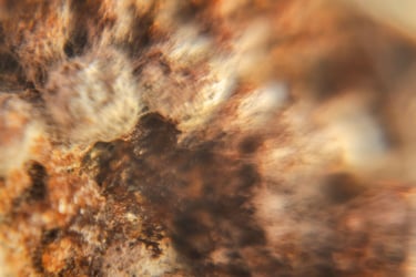 fotografia borrosa de moho sobre alimento