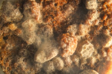 fotografia de moho en alimento