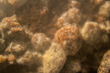 fotografia de los filamentos de moho sobre alimento